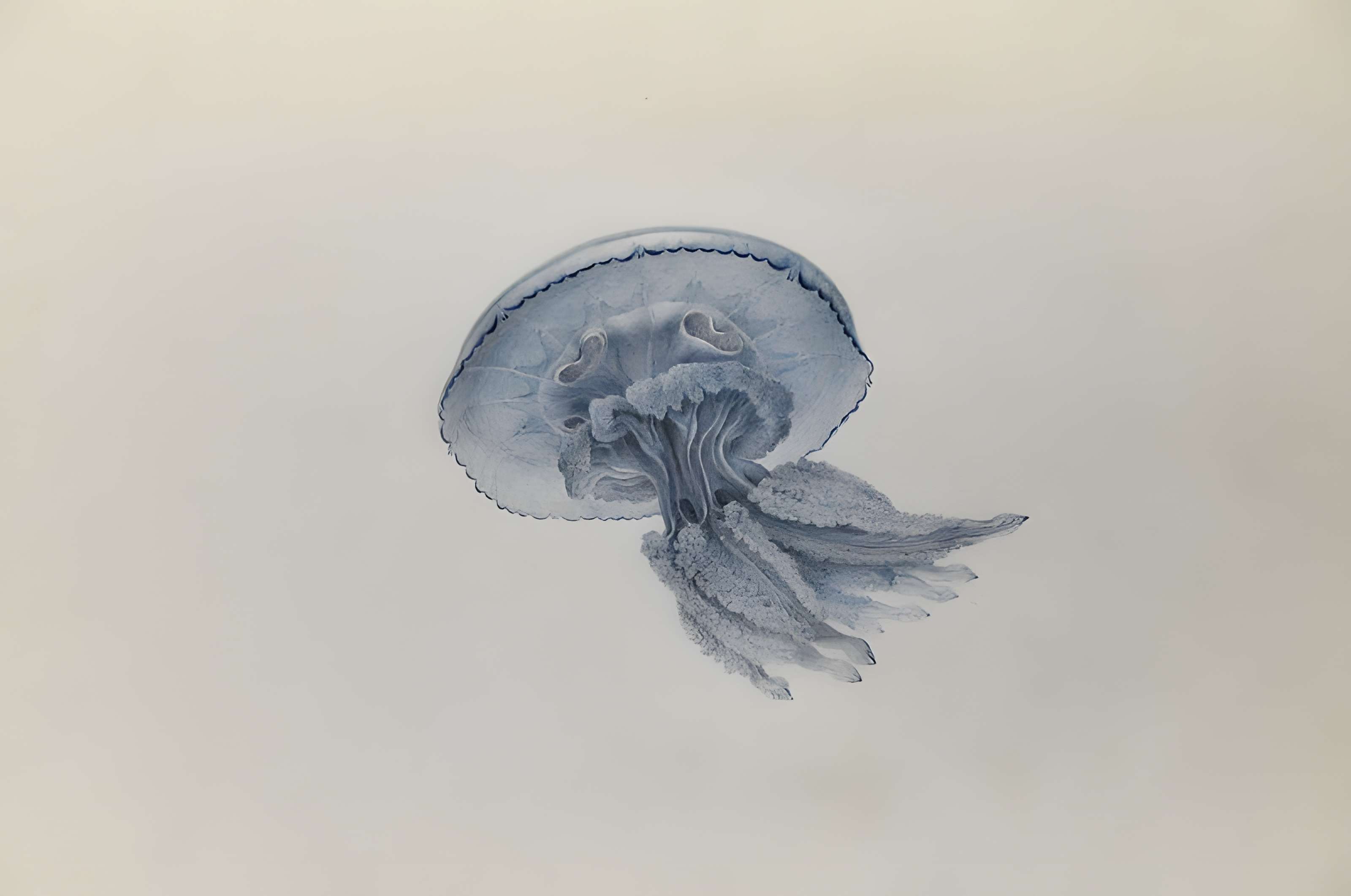 Muséum d'histoire naturelle du Havre