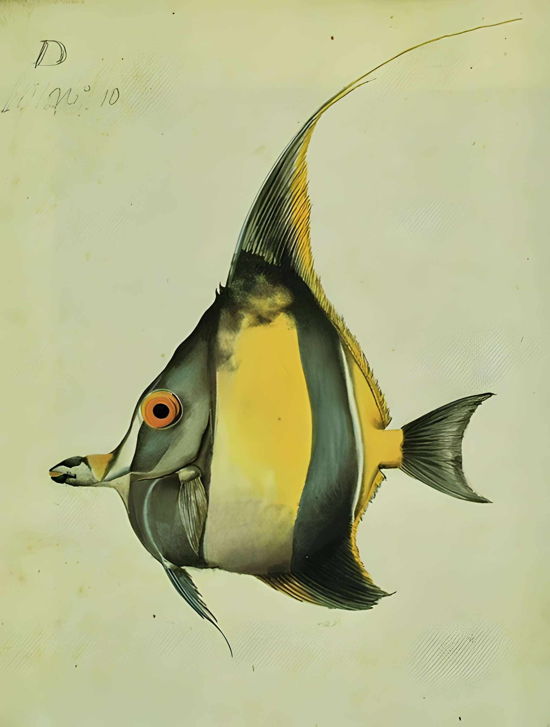 Muséum d'histoire naturelle du Havre