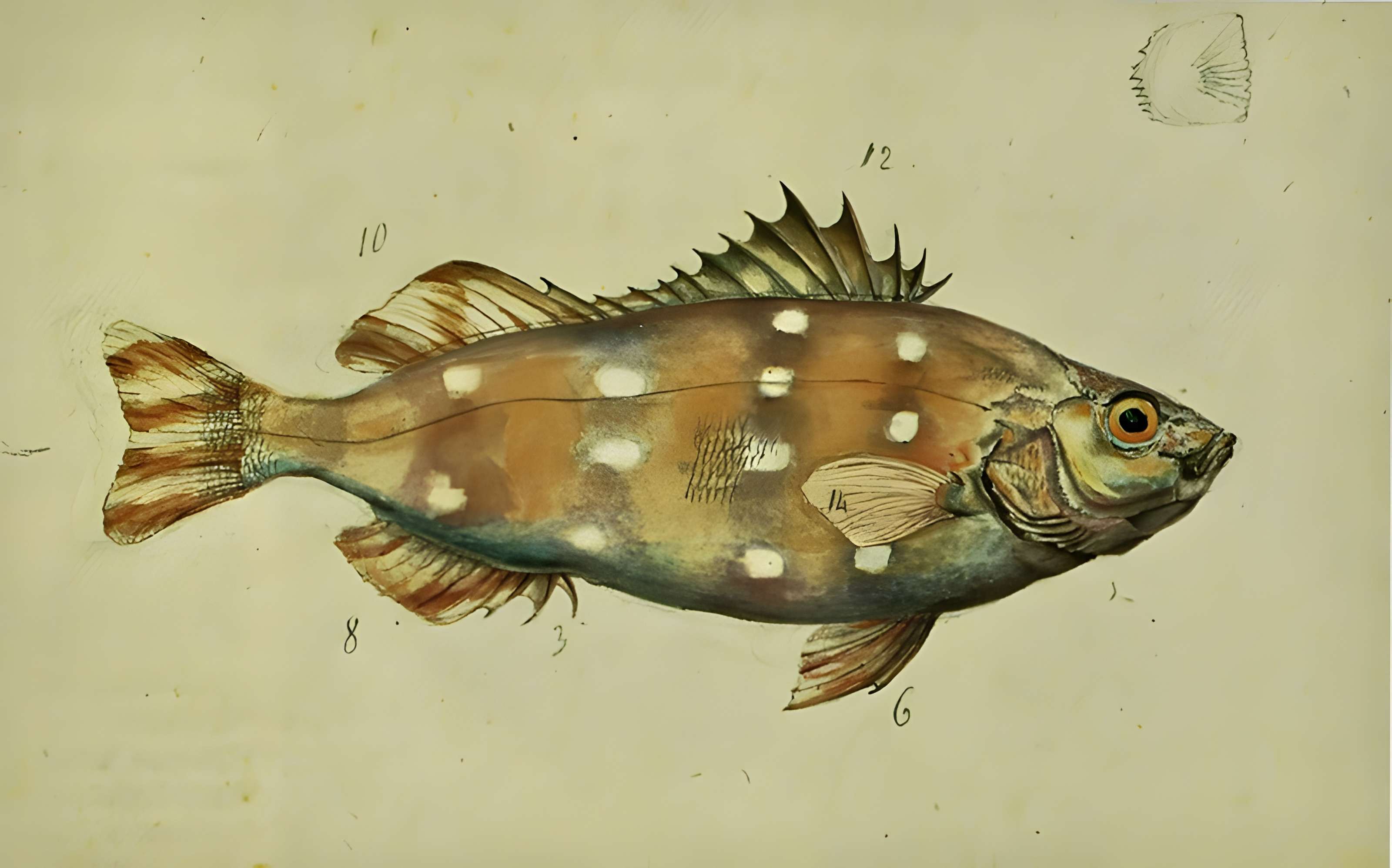 Muséum d'histoire naturelle du Havre