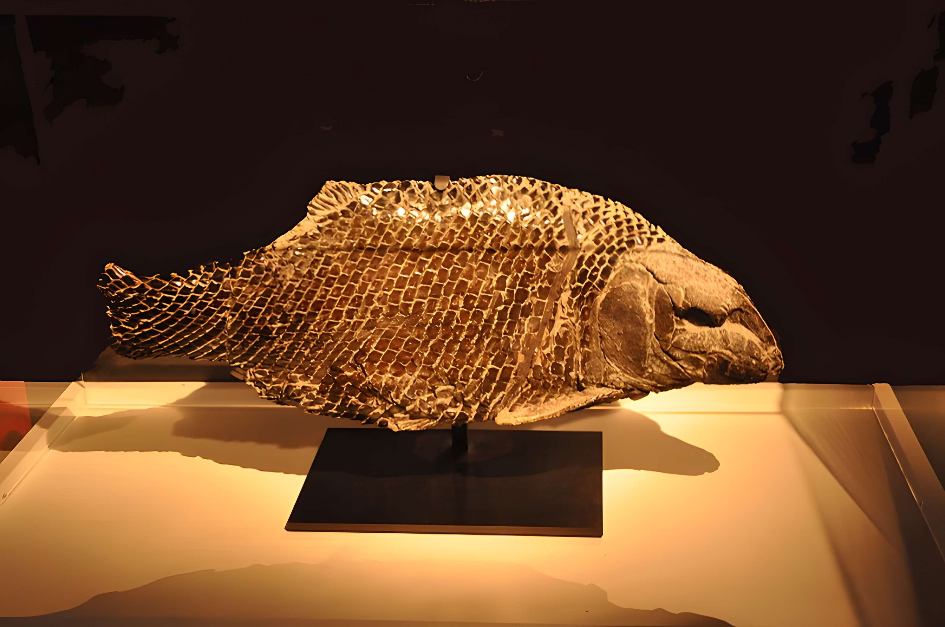 Muséum d'histoire naturelle du Havre