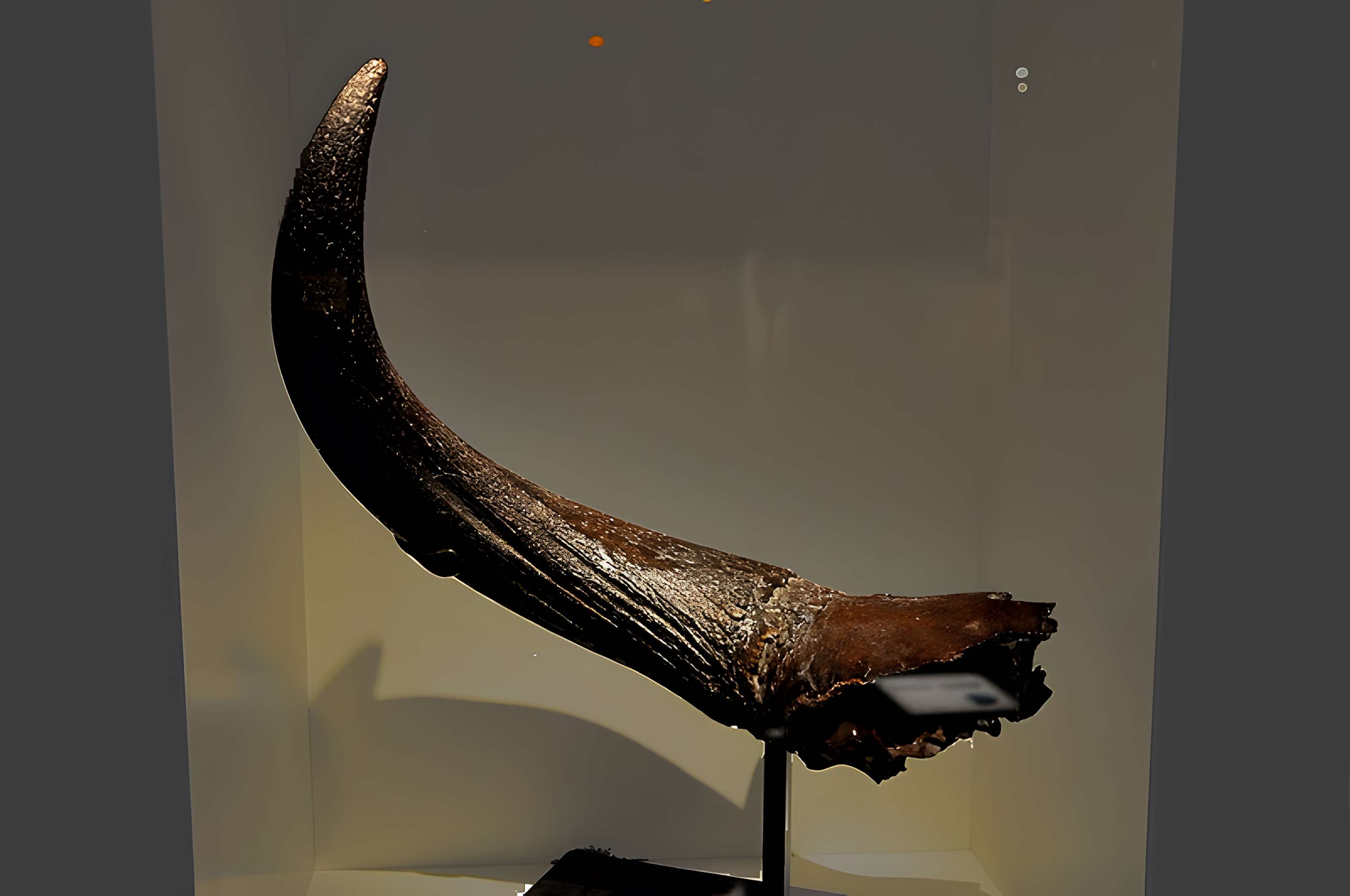 Muséum d'histoire naturelle du Havre