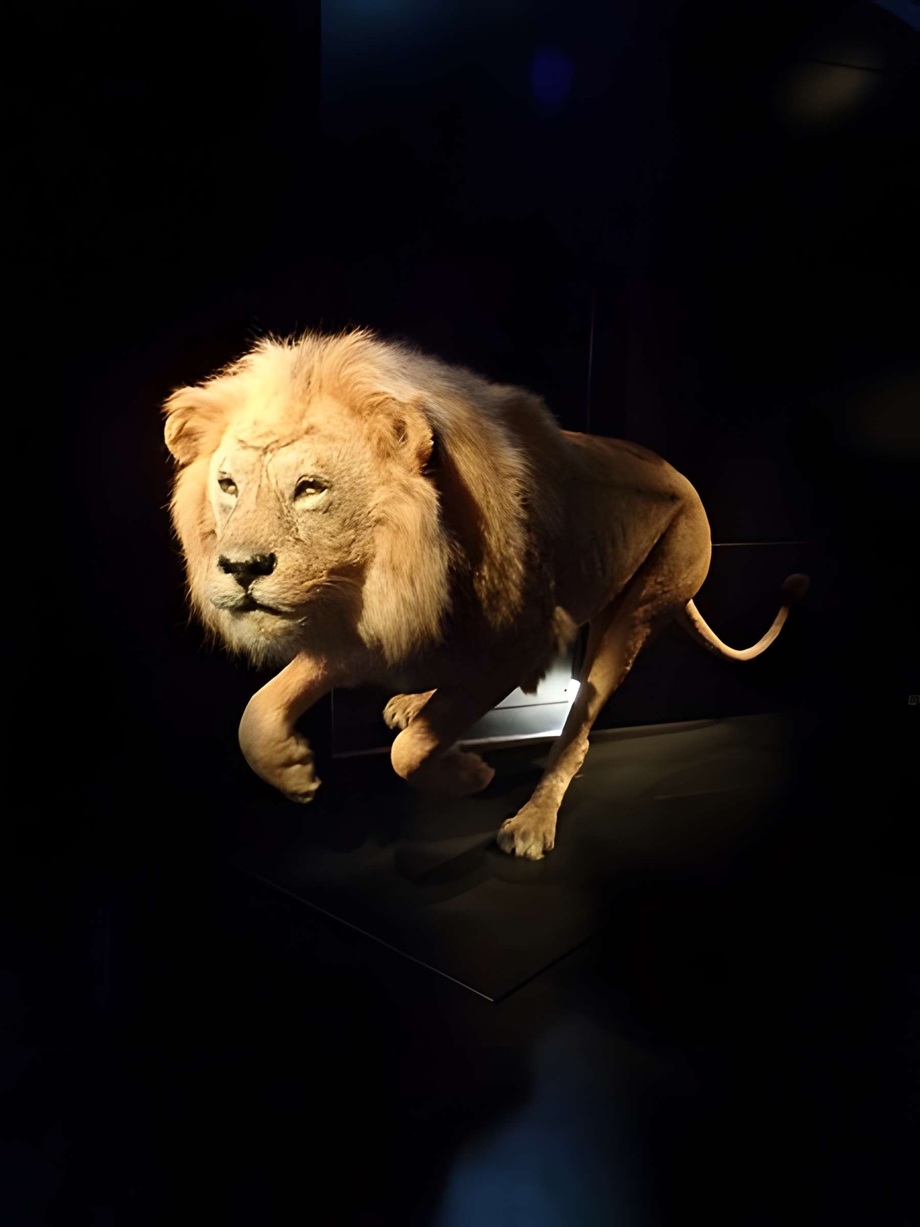 Muséum d'histoire naturelle du Havre