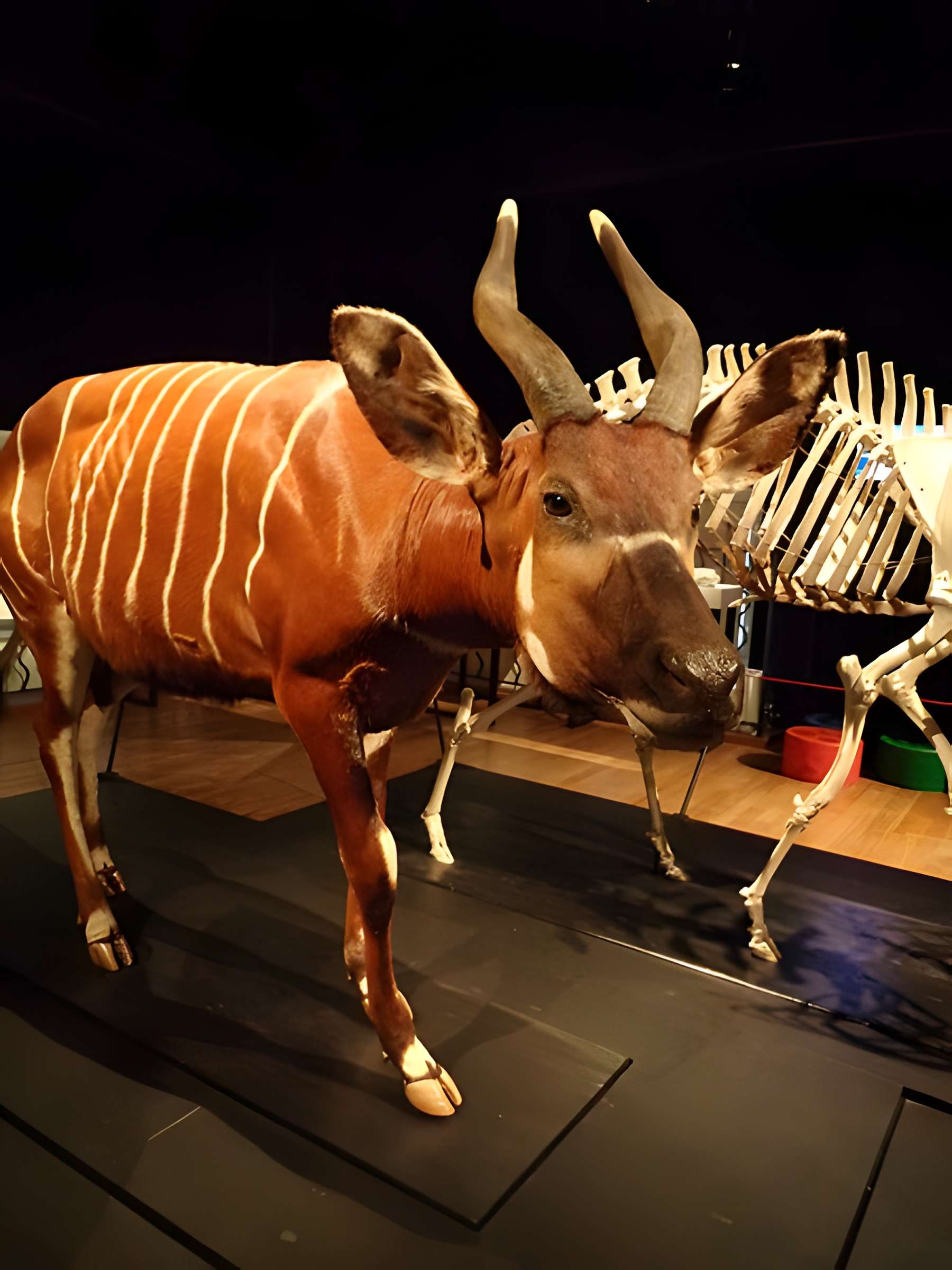 Muséum d'histoire naturelle du Havre