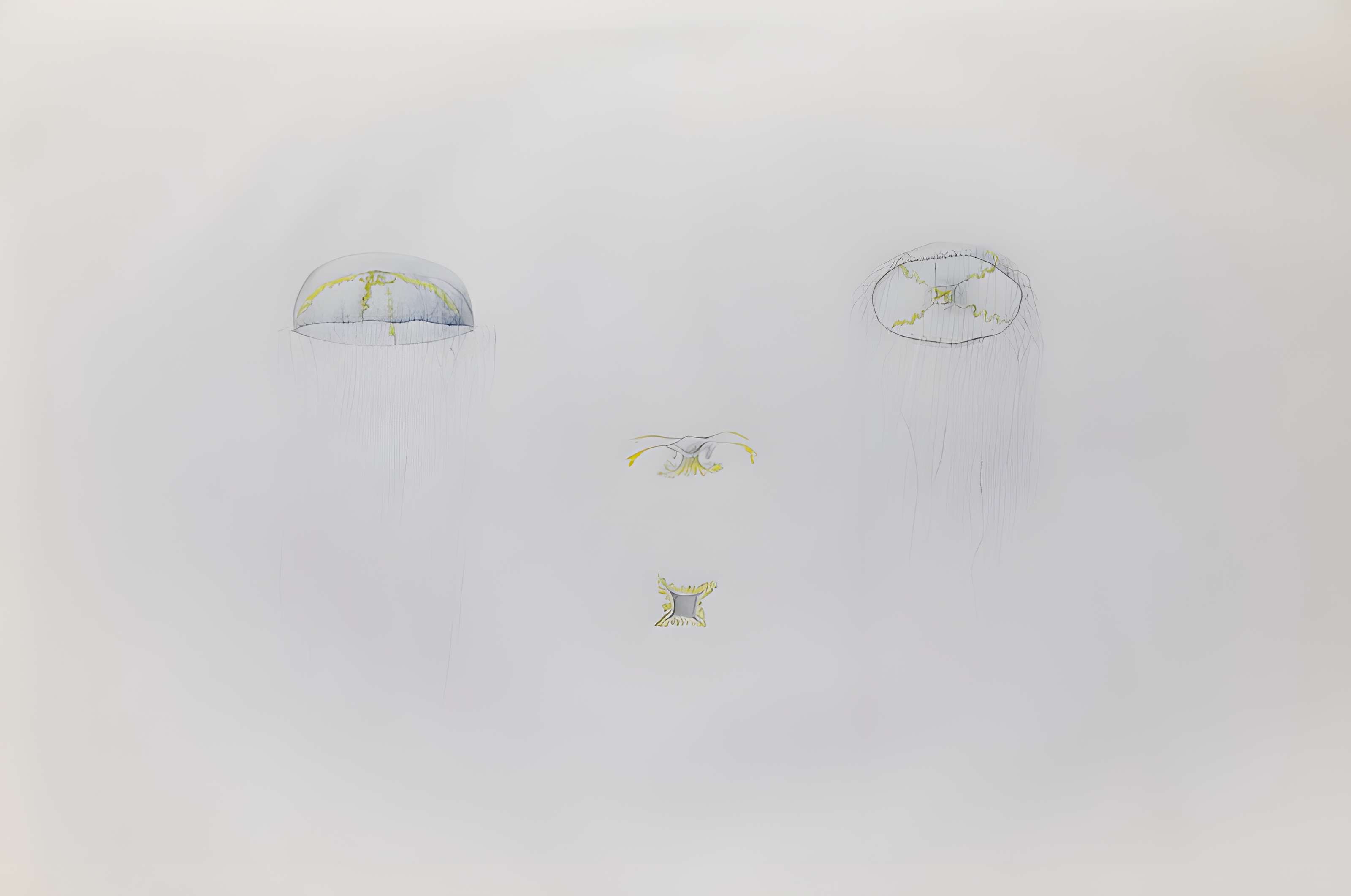 Muséum d'histoire naturelle du Havre