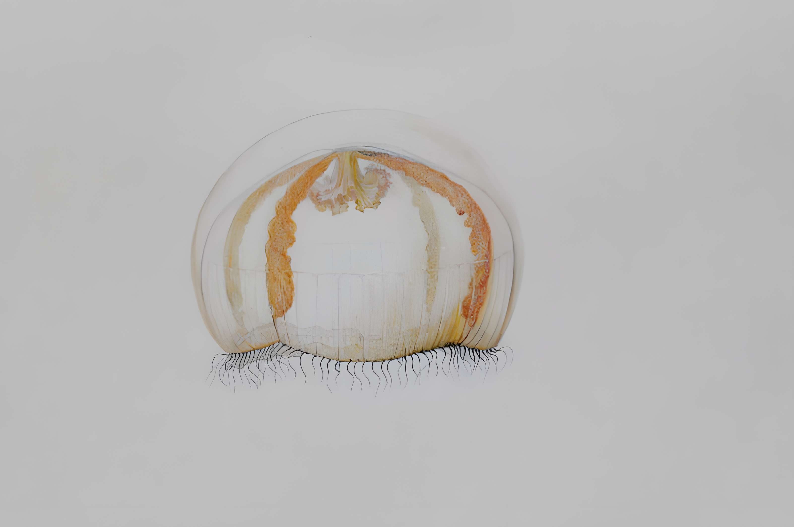 Muséum d'histoire naturelle du Havre