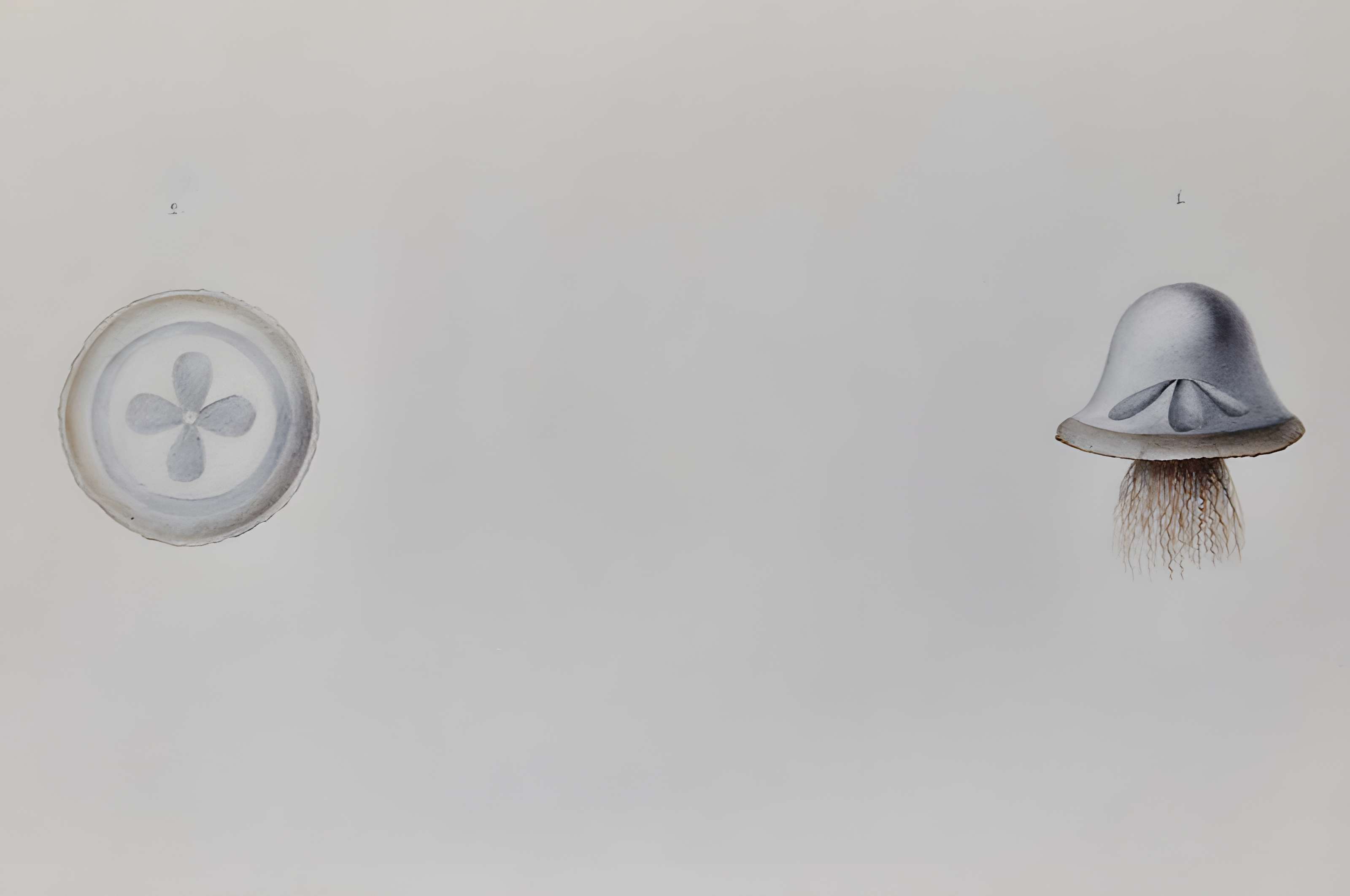 Muséum d'histoire naturelle du Havre