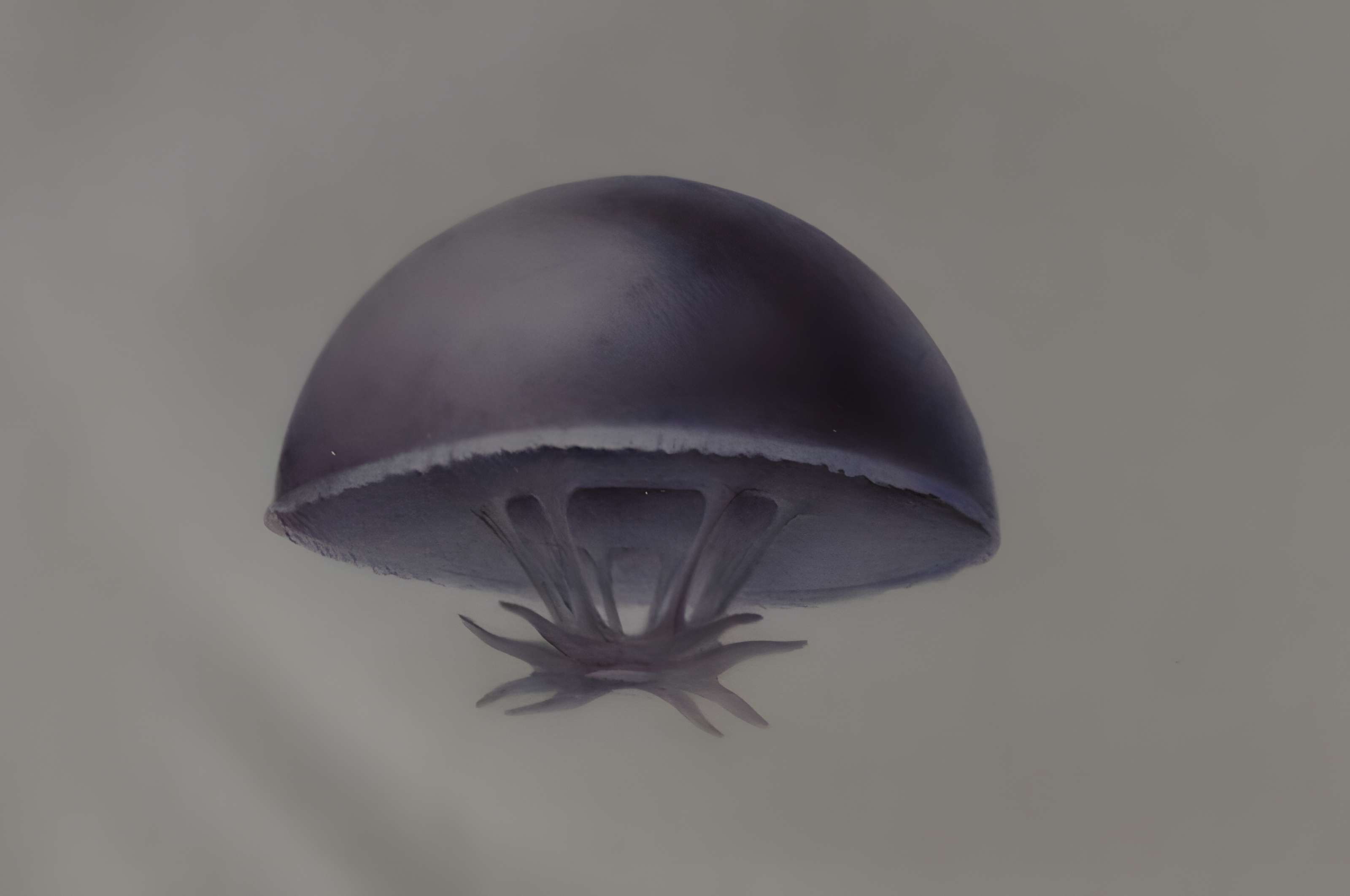 Muséum d'histoire naturelle du Havre