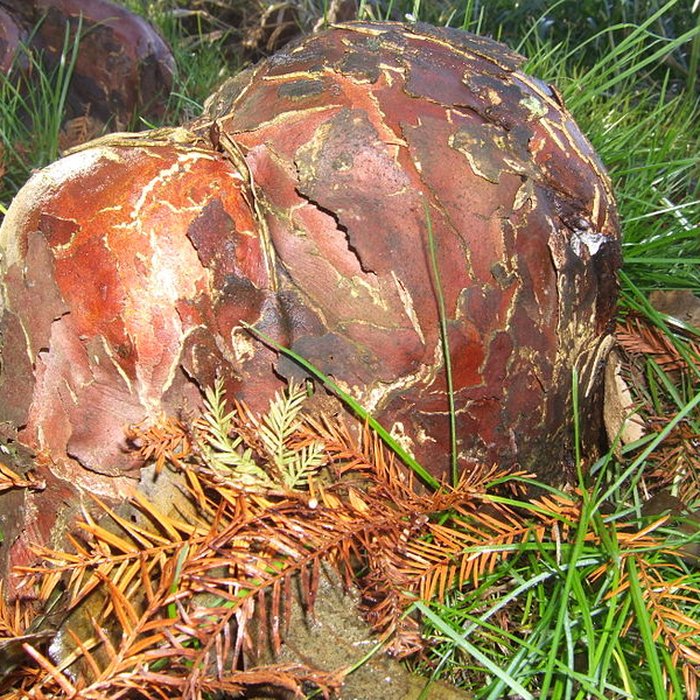 Photo de Maison de Chateaubriand à Châtenay-Malabry