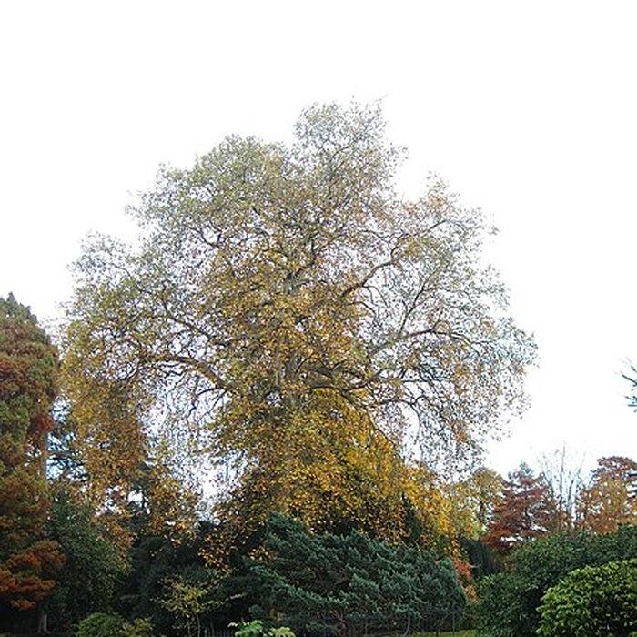 Photo de Maison de Chateaubriand à Châtenay-Malabry