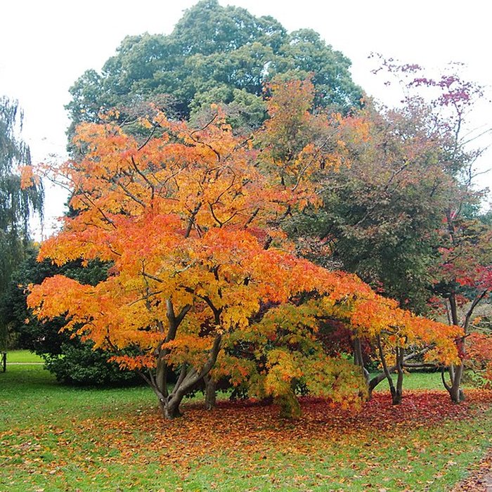 Photo de Maison de Chateaubriand à Châtenay-Malabry