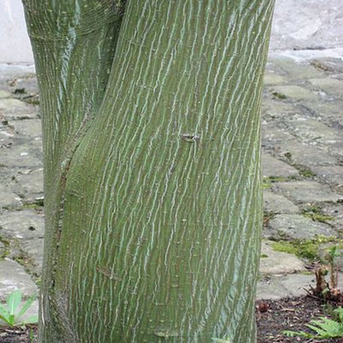 Photo de Maison de Chateaubriand à Châtenay-Malabry