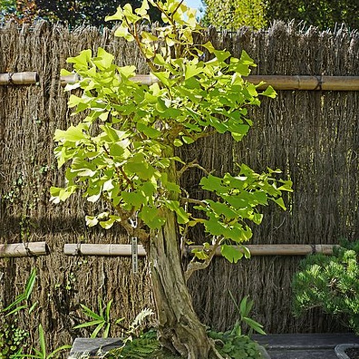 Photo de Maison de Chateaubriand à Châtenay-Malabry