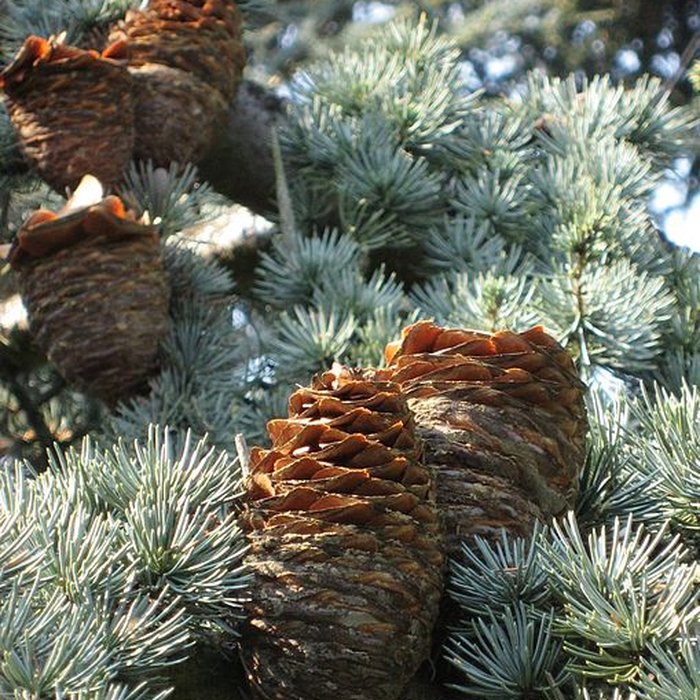 Photo de Maison de Chateaubriand à Châtenay-Malabry