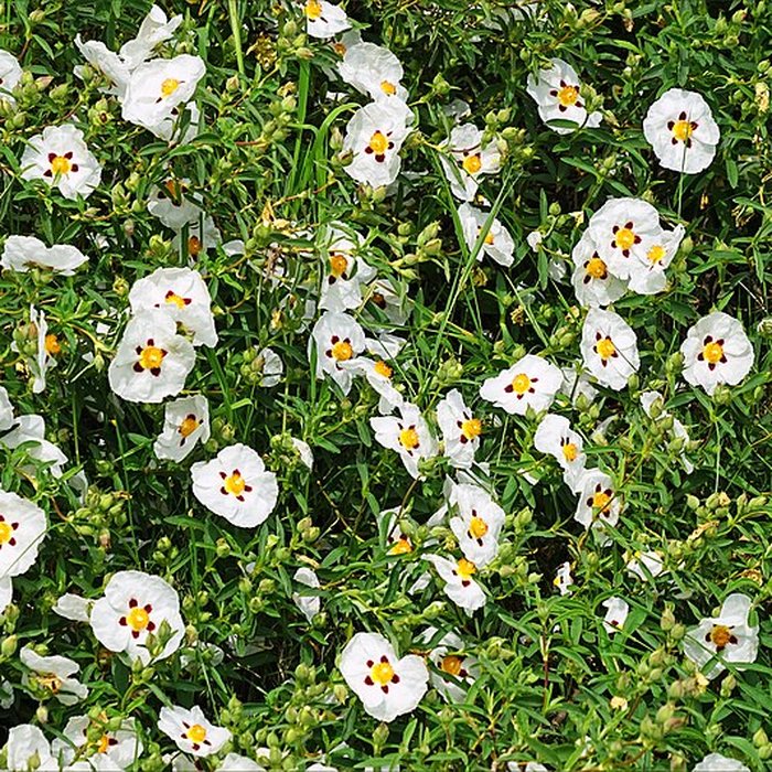 Photo de Maison de Chateaubriand à Châtenay-Malabry