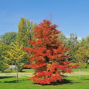 Maison de Chateaubriand à Châtenay-Malabry