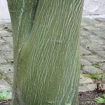 Maison de Chateaubriand à Châtenay-Malabry