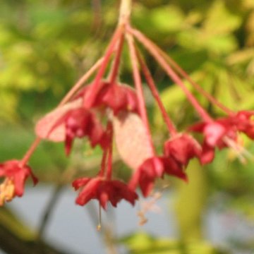 Maison de Chateaubriand à Châtenay-Malabry