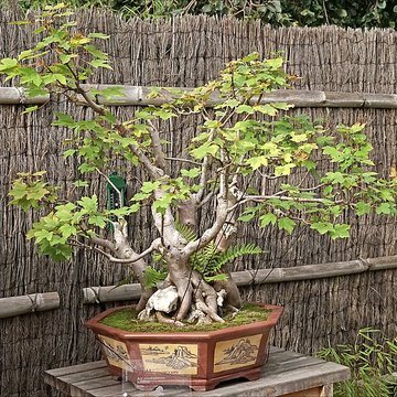 Maison de Chateaubriand à Châtenay-Malabry