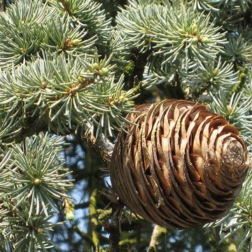 Maison de Chateaubriand à Châtenay-Malabry