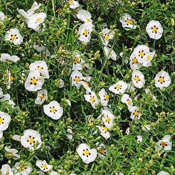 Maison de Chateaubriand à Châtenay-Malabry