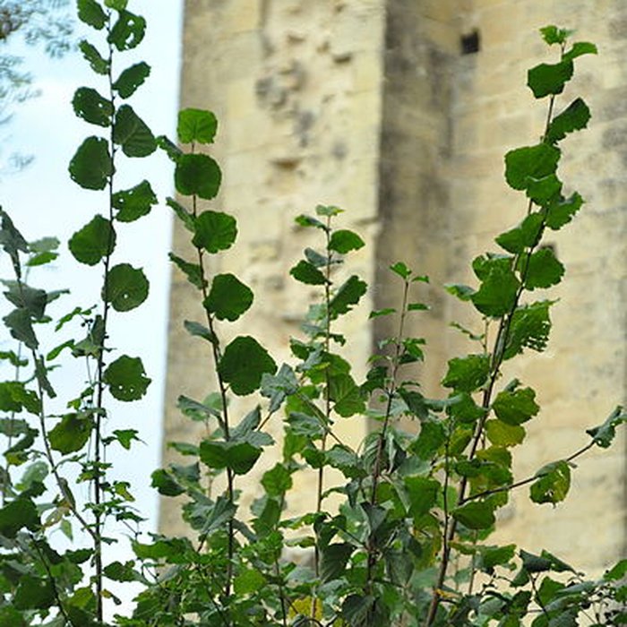 Photo de Abbaye de Cherlieu