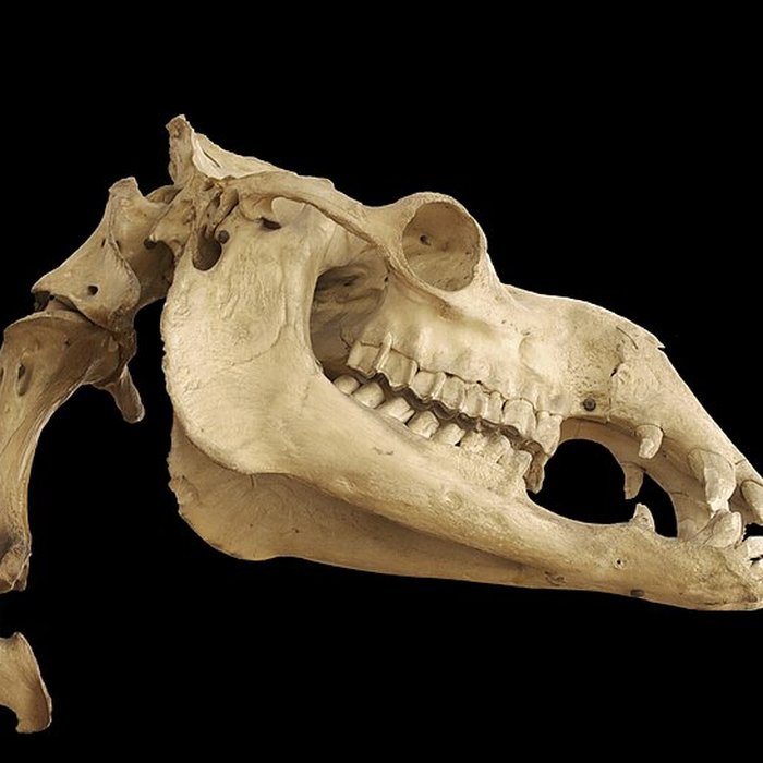 Photo de Musée Fragonard de lÉcole vétérinaire de Maisons-Alfort