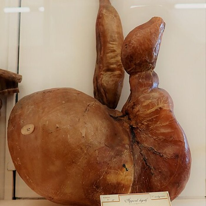 Photo de Musée Fragonard de lÉcole vétérinaire de Maisons-Alfort