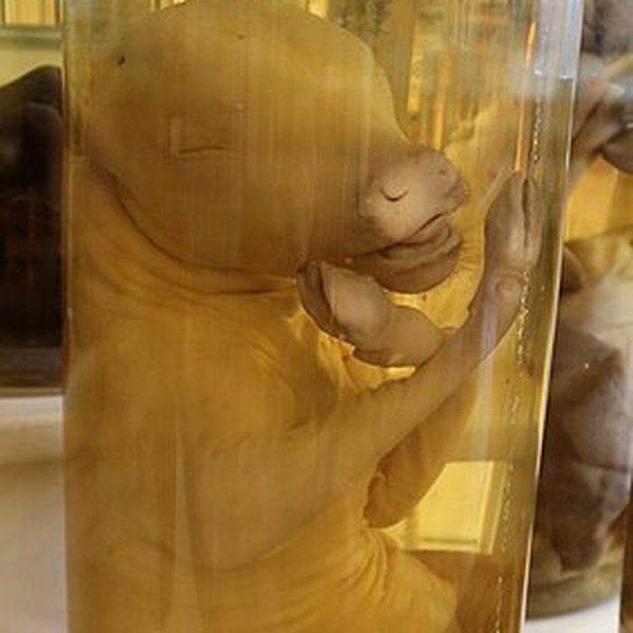 Photo de Musée Fragonard de lÉcole vétérinaire de Maisons-Alfort