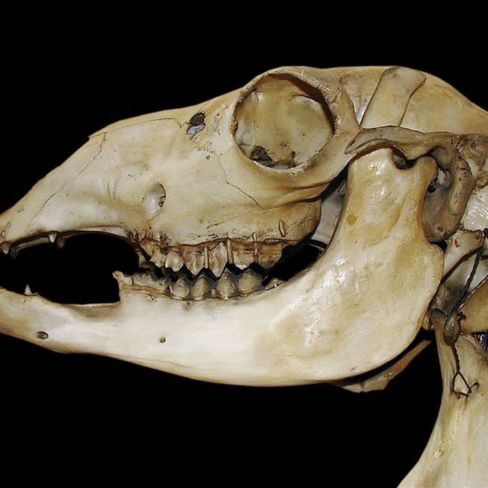 Photo de Musée Fragonard de lÉcole vétérinaire de Maisons-Alfort