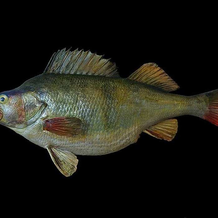 Photo de Musée Fragonard de lÉcole vétérinaire de Maisons-Alfort