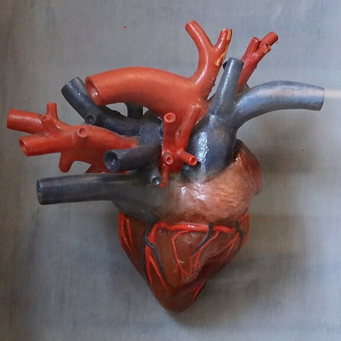 Photo de Musée Fragonard de lÉcole vétérinaire de Maisons-Alfort