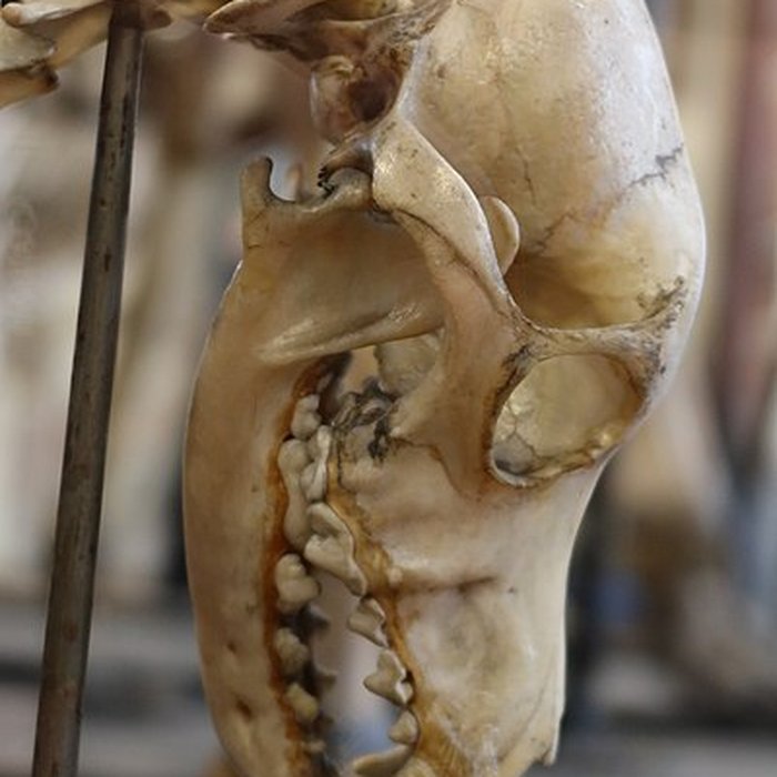 Photo de Musée Fragonard de lÉcole vétérinaire de Maisons-Alfort