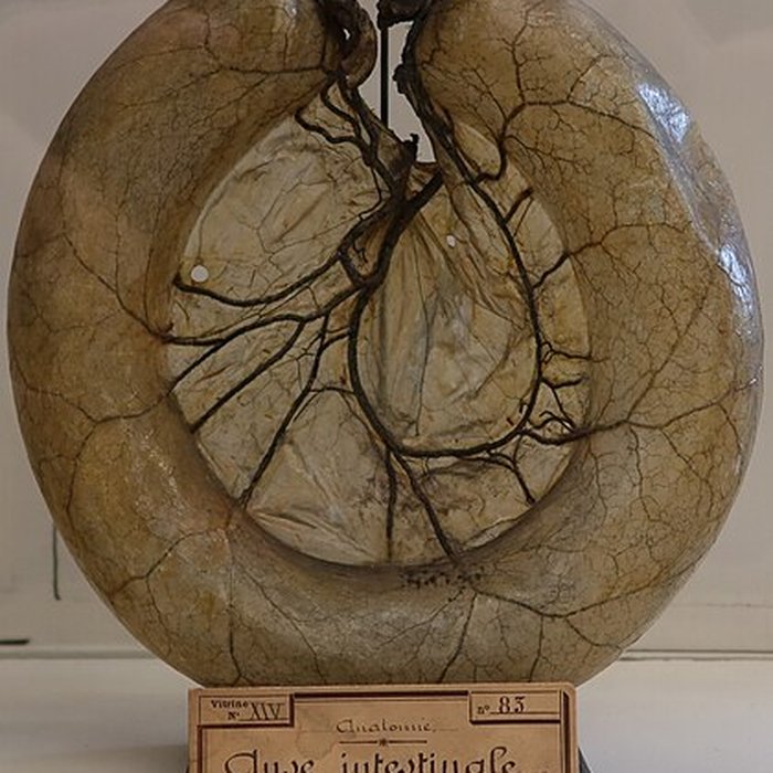 Photo de Musée Fragonard de lÉcole vétérinaire de Maisons-Alfort