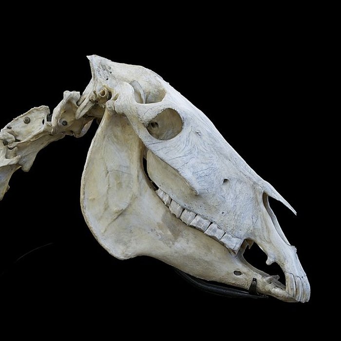 Photo de Musée Fragonard de lÉcole vétérinaire de Maisons-Alfort