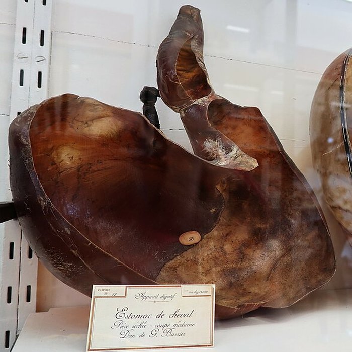 Photo de Musée Fragonard de lÉcole vétérinaire de Maisons-Alfort