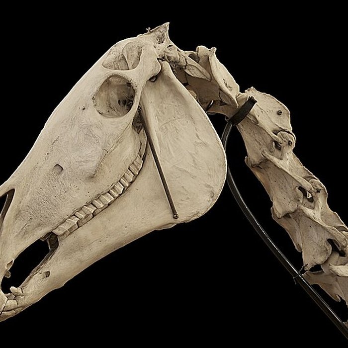 Photo de Musée Fragonard de lÉcole vétérinaire de Maisons-Alfort