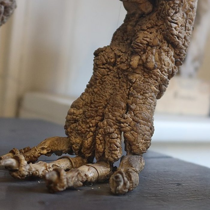 Photo de Musée Fragonard de lÉcole vétérinaire de Maisons-Alfort