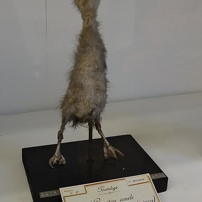 Photo de Musée Fragonard de lÉcole vétérinaire de Maisons-Alfort