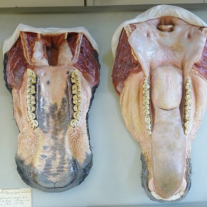 Photo de Musée Fragonard de lÉcole vétérinaire de Maisons-Alfort