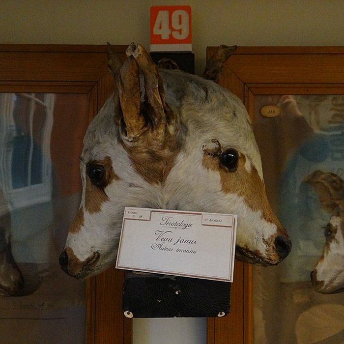 Photo de Musée Fragonard de lÉcole vétérinaire de Maisons-Alfort