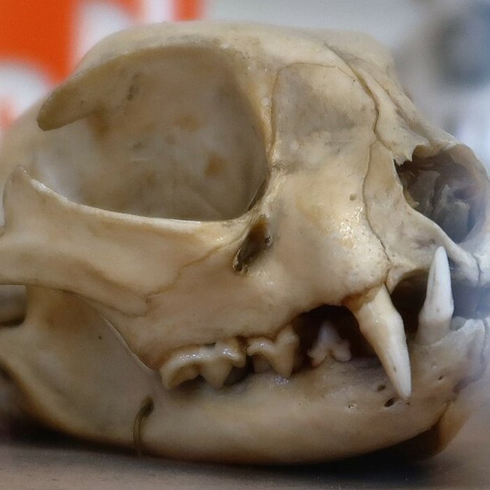 Photo de Musée Fragonard de lÉcole vétérinaire de Maisons-Alfort