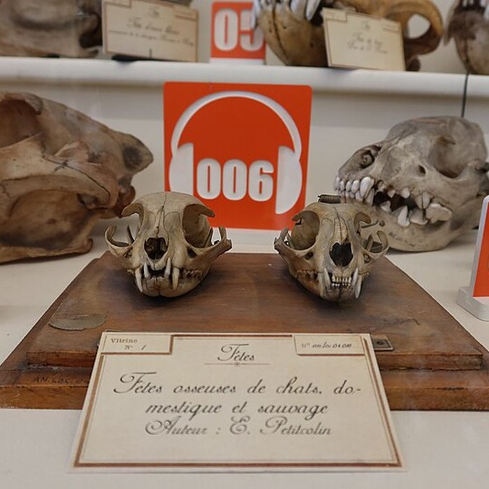 Photo de Musée Fragonard de lÉcole vétérinaire de Maisons-Alfort