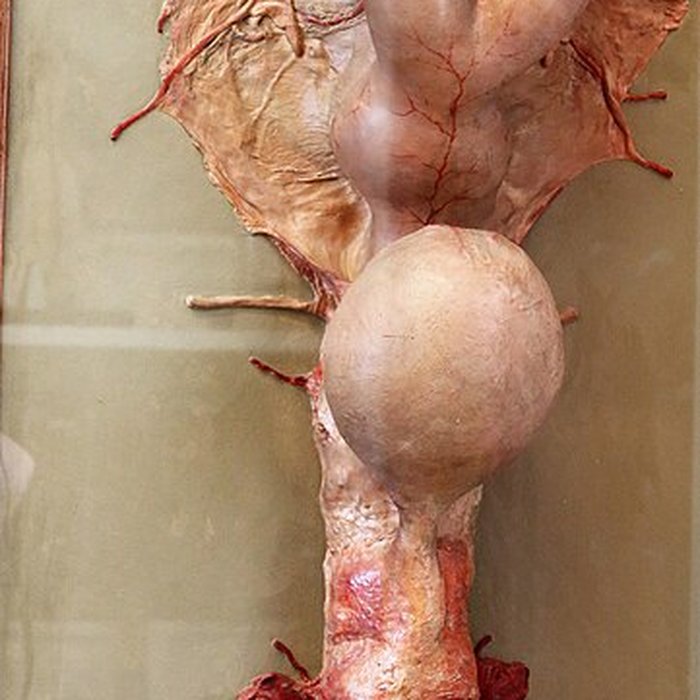 Photo de Musée Fragonard de lÉcole vétérinaire de Maisons-Alfort