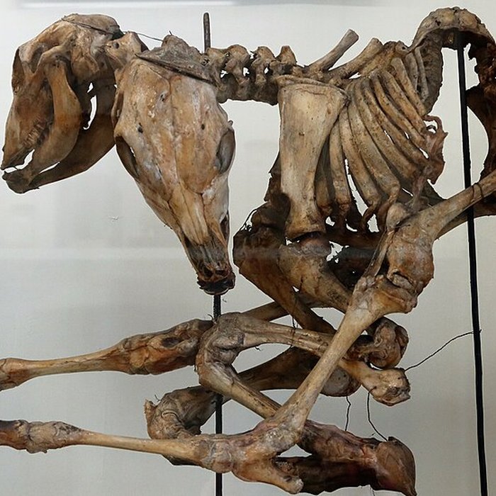 Photo de Musée Fragonard de lÉcole vétérinaire de Maisons-Alfort