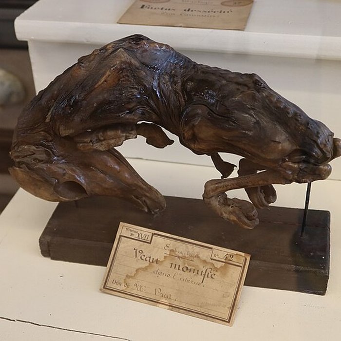 Photo de Musée Fragonard de lÉcole vétérinaire de Maisons-Alfort