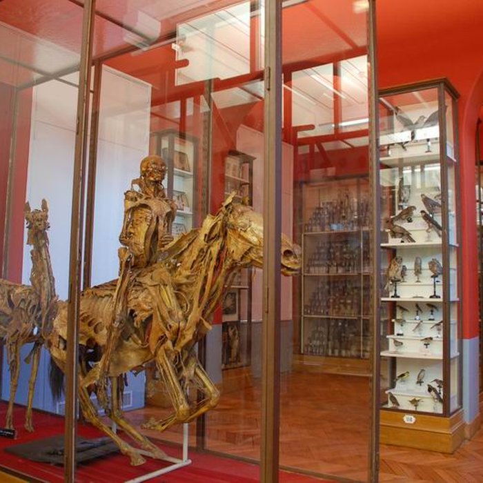 Photo de Musée Fragonard de lÉcole vétérinaire de Maisons-Alfort