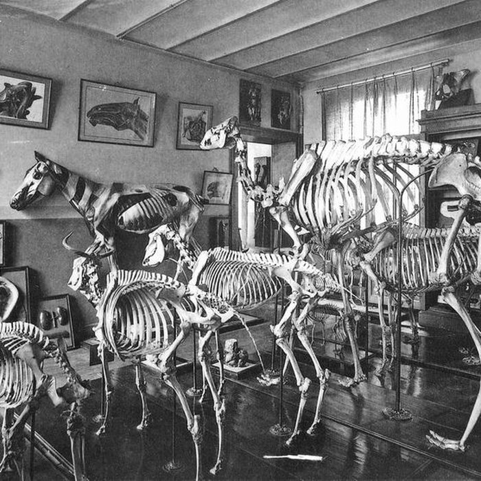 Photo de Musée Fragonard de lÉcole vétérinaire de Maisons-Alfort