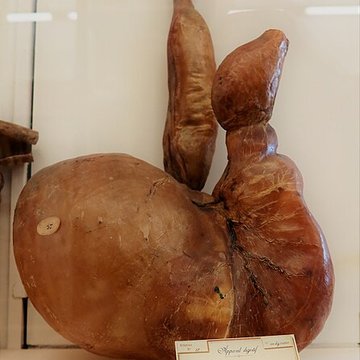 Musée Fragonard de lÉcole vétérinaire de Maisons-Alfort