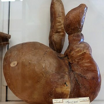 Musée Fragonard de lÉcole vétérinaire de Maisons-Alfort