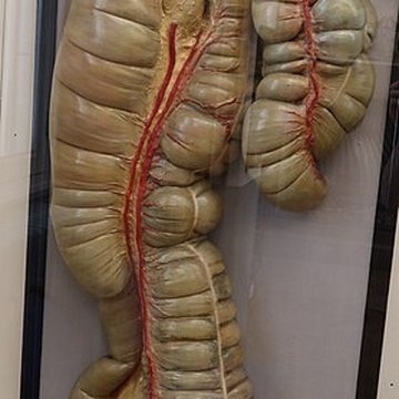 Musée Fragonard de lÉcole vétérinaire de Maisons-Alfort